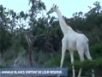 Zapping : Une girafe blanche découverte au Kenya, etc.