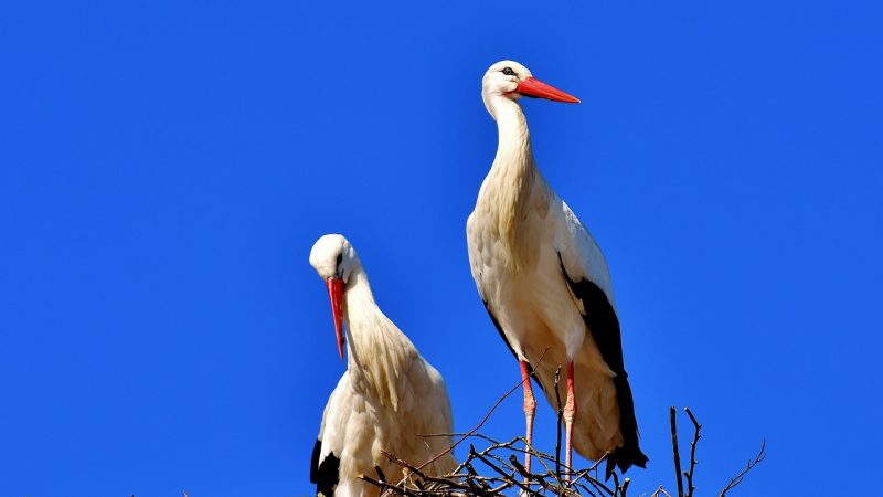 Clin d’oeil : quand des oiseaux empêchent l’entretien du réseau mobile